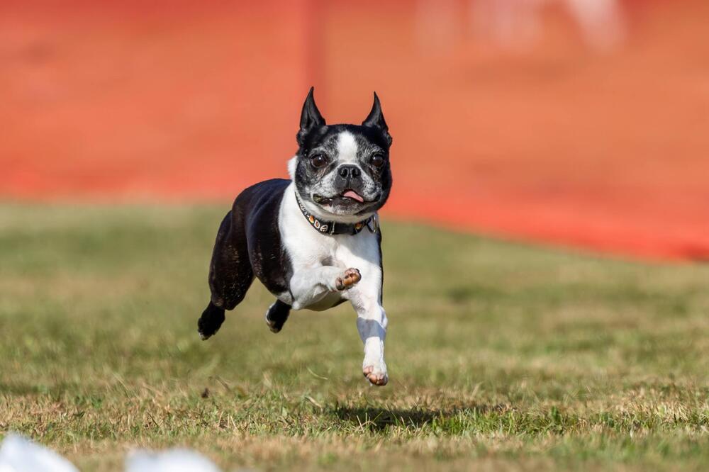 Boston Terrier