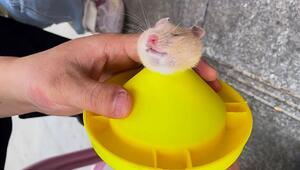 Kurioses Missgeschick: Hamster steckt Kopf in Spielzeug – und lernt gar nichts
