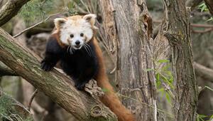 Neues Rotes Panda-Weibchen in Schönbrunn eingezogen