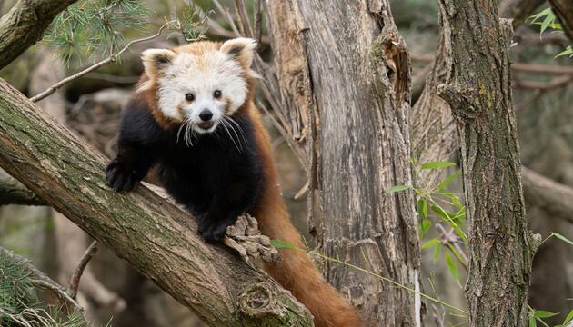 Neues Rotes Panda-Weibchen in Schönbrunn eingezogen