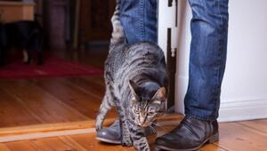 Eine Katze schmiegt sich an die Beine eines Mannes