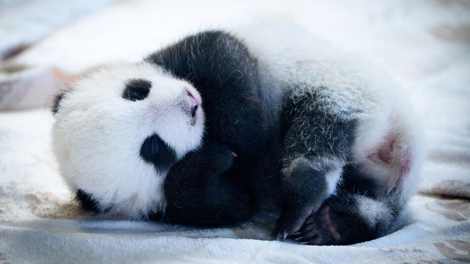 Panda-Nachwuchs im Zoo Berlin