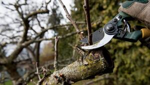 Eine Frau beschneidet einen Apfelbaum