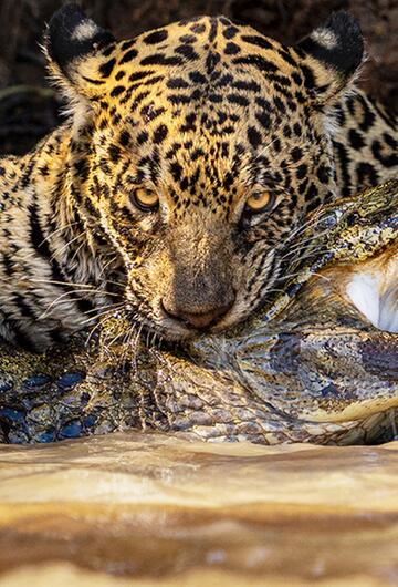 Wildlife Photographer of the Year