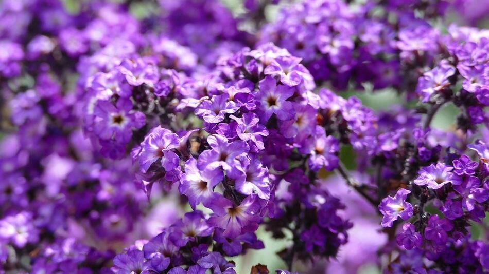 Vanilleblume