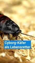 Ferngesteuerte Käfer als Lebensretter