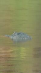Tödlicher Vorfall in Florida: Alligator reißt Frau aus Kanu –