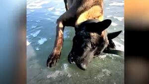 Hund verzweifelt an Nuss
