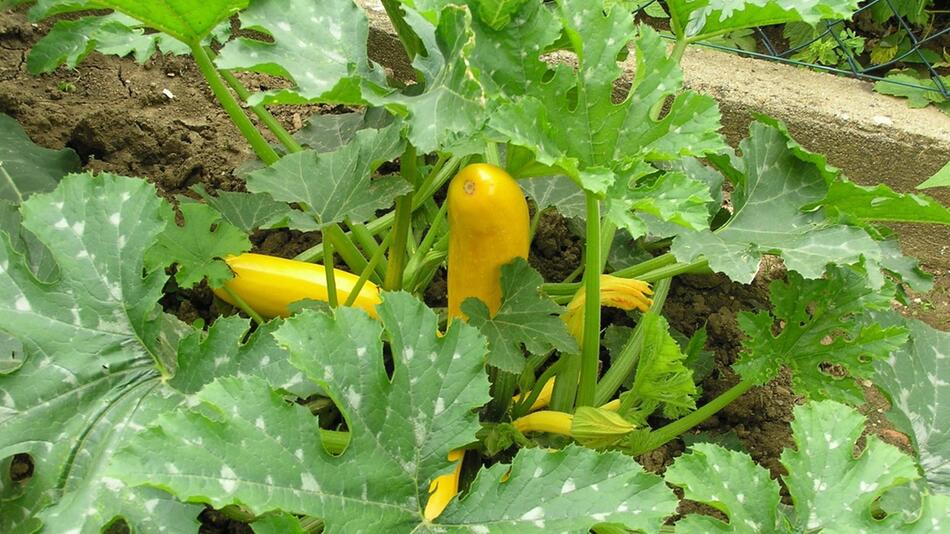 zucchini schneiden