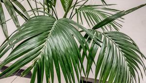 Eine große, grüne Topfpflanze befindet auf dem Boden.