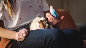 Junge Frau mit Meerschweinchen und Wellensittich