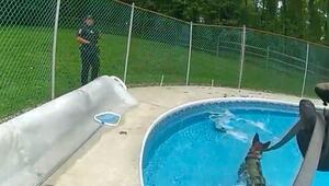 Wespen-Attacke bei Hitze: Anwohner helfen erschöpftem Polizeihund in Maryland