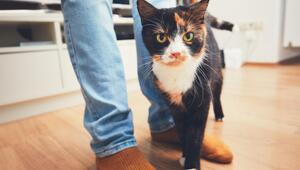 Katze folgt Mensch