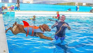 Letzte Erfrischung der Saison: 240 Hunde erobern schottisches Freibad