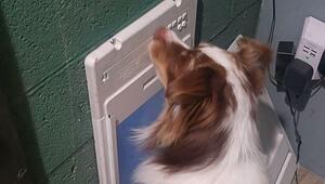 Verblüffter Besitzer: Genialer Hund knackt Zahlencode der Haustierklappe