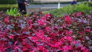 Loropetalum chinense, auch Riemenblüte genannt