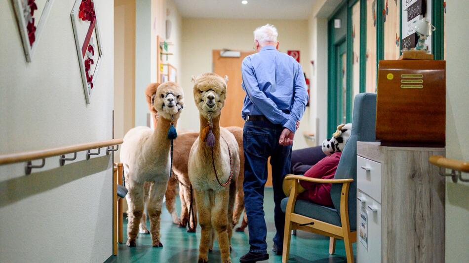 Therapie-Alpakas und Lamas im Seniorenheim Rudolstadt