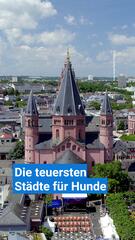 Stadtvergleich: Hier zahlen Hundebesitzer in Deutschland am meisten