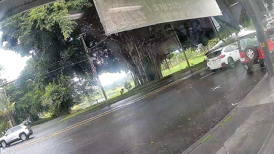 Gigant fällt um: Riesiger Banyanbaum kracht in Hawaii auf Straße
