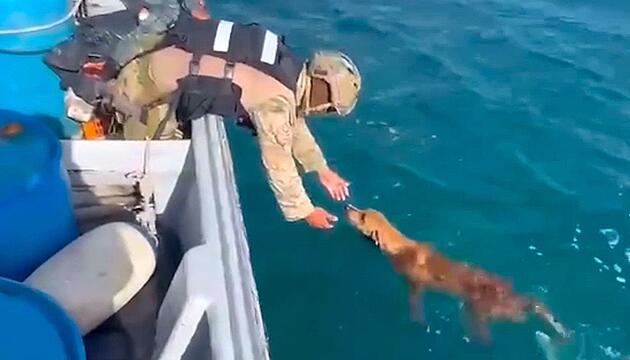Hund mitten im Meer: Marinesoldaten retten erschöpften Vierbeiner vor Panama