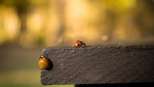 Warum gibt es im Oktober und November so viele Marienkäfer?