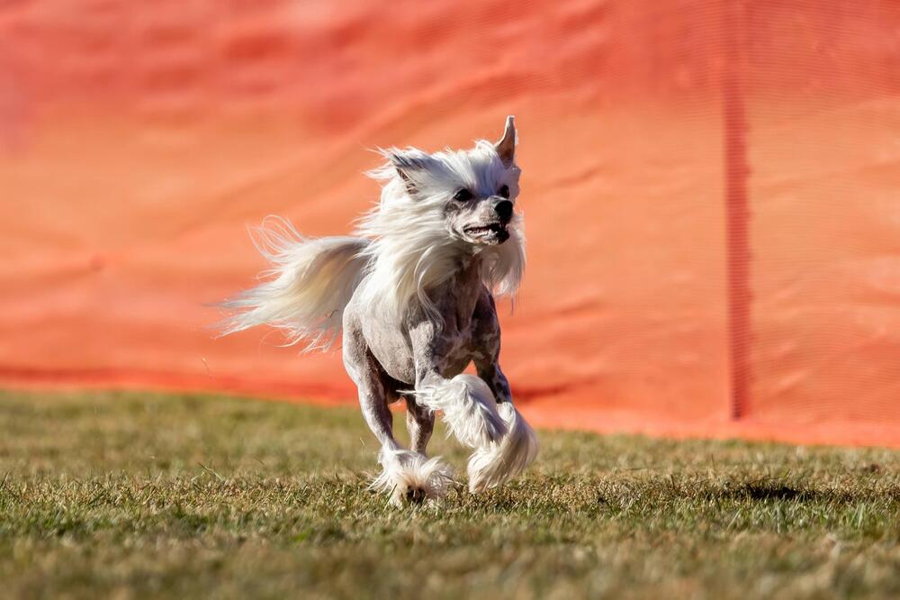 Chinese Crested Dog
