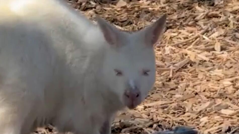 Marshmallow, das Albino-Wallaby mit besonderer Sonnenpflege