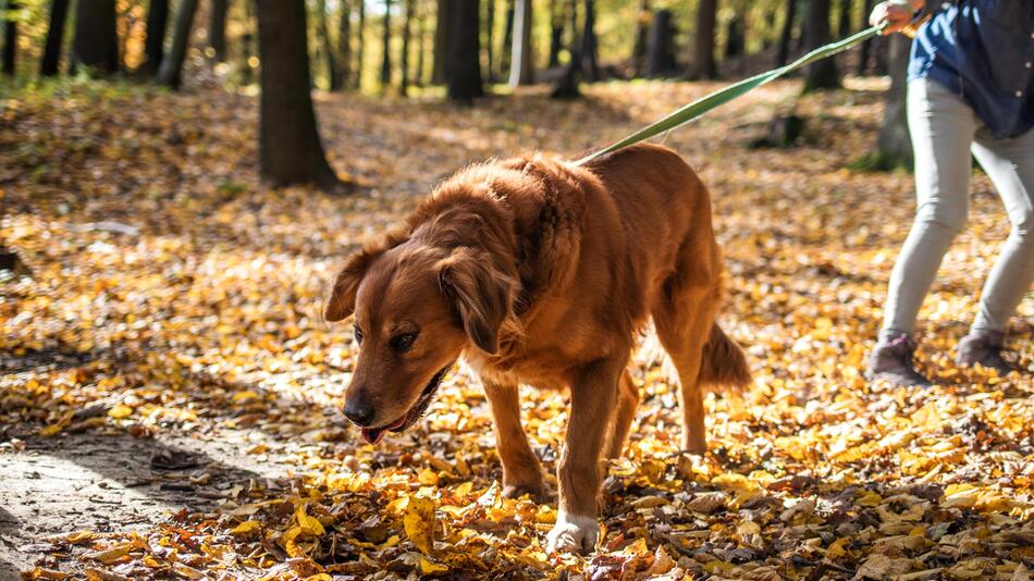 Hund an der Leine