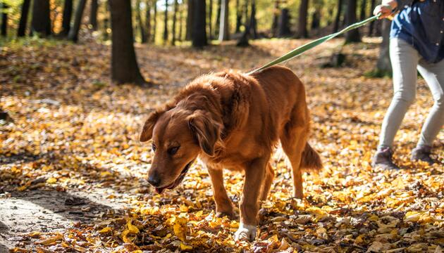 Hund an der Leine