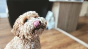 Ein Cockapoo leckt sich die Lippen.