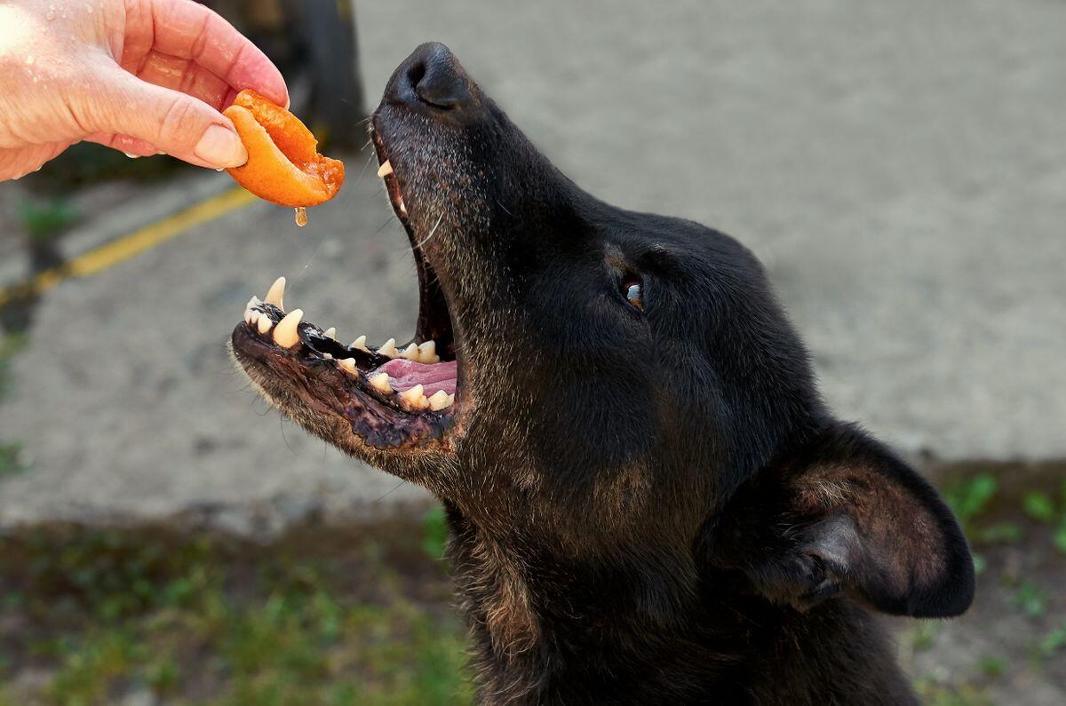 Welche Lebensmittel giftig für Hunde sind GMX.AT