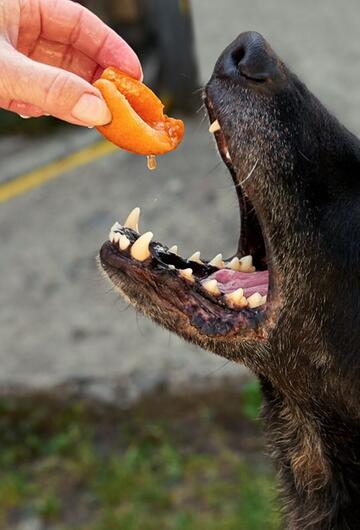 Hunde, Vierbeiner, Lebensmittel, giftig, Vergiftung