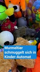 Echtes Murmeltier in Kinder-Automat zwischen Kuscheltieren gefunden