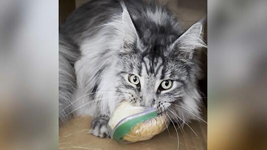 Katze mit Sandwich