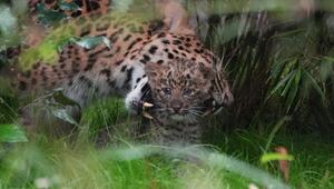 Nachwuchs bei den Leoparden im Tierpark Hagenbeck