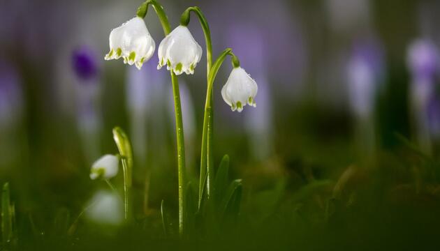 Frühling in Baden-Württemberg