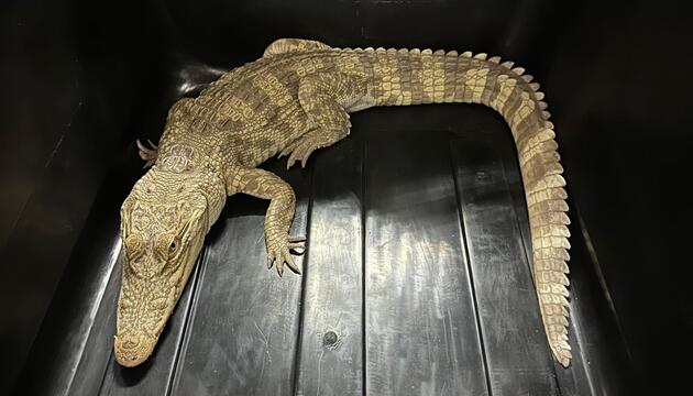 Krokodil in Hongkong beschlagnahmt