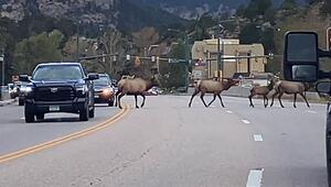 Königlicher Verkehrslotse: Wapiti-Bulle führt seine Herde über belebte Straße in Colorado