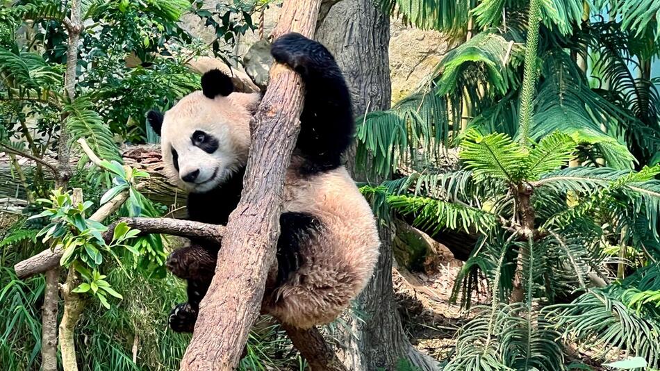 Panda Le Le in Singapur