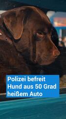 Polizei befreit Hund aus 50 Grad heißem Auto