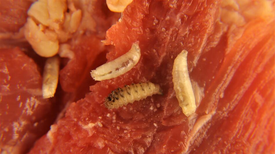 Maden auf Fleisch