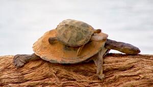 Per Anhalter unterwegs: Große Schildkröte schleudert kleine Artgenossin ins Wasser