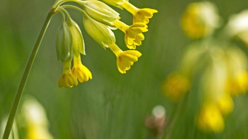 Blume mit besonderem Namen