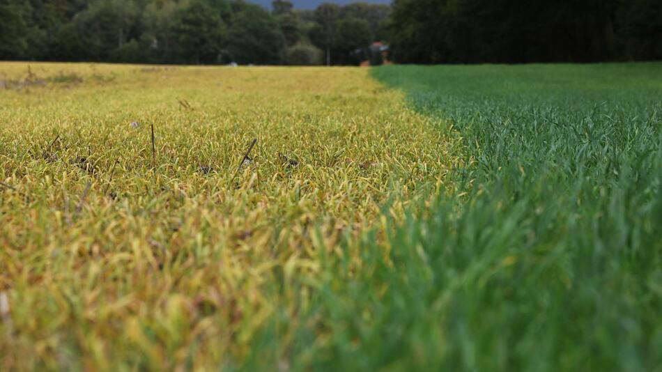 Feld nach Behandlung mit Glyphosat