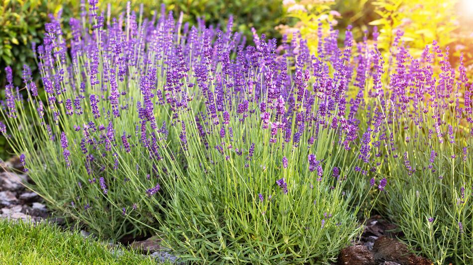 Lavendel