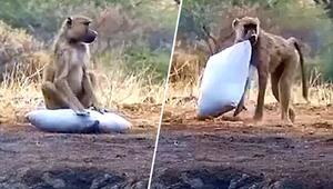 In Safari-Lodge eingebrochen: Frecher Pavian klaut Kissen und thront am Wasserloch