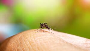 Dengue-Virus, Dengue-Fieber, Tigermücke, Tropische Krankheit, Deutschland