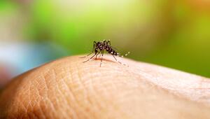 Dengue-Virus, Dengue-Fieber, Tigermücke, Tropische Krankheit, Deutschland