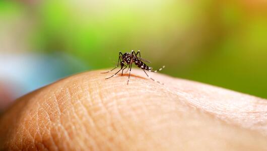 Dengue-Virus, Dengue-Fieber, Tigermücke, Tropische Krankheit, Deutschland