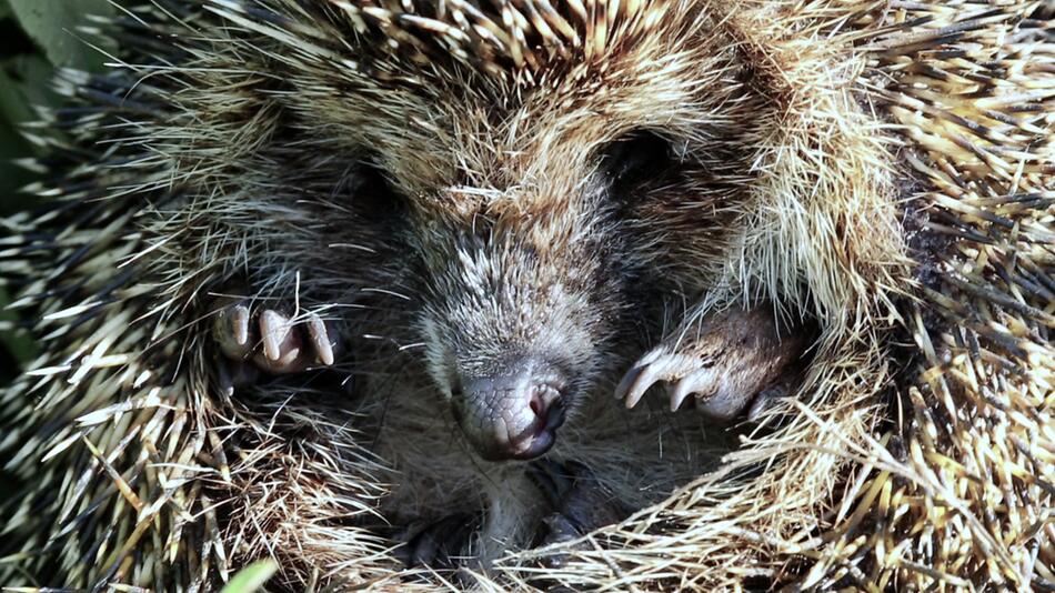 Zu warme Temperaturen: Sollten wir Igel füttern, die zu früh aus dem Winterschlaf erwacht sind?